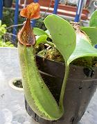 Nepenthes truncata Lowland